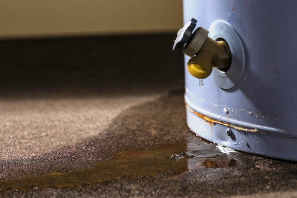 Best Water damage contractors near me  in Roseau, MN