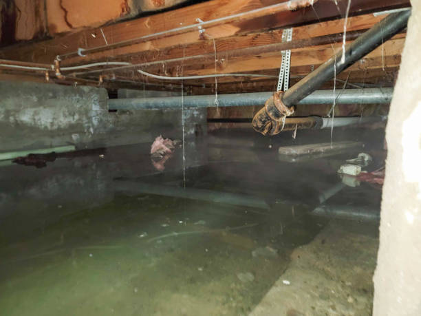 Best Water damage mitigation services  in Roseau, MN