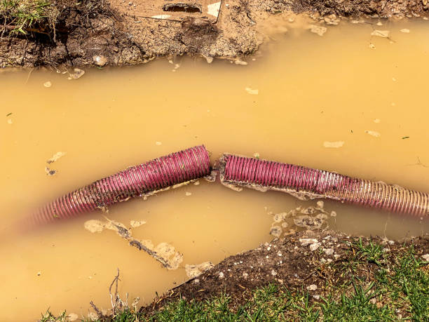 Best 24/7 water damage repair  in Roseau, MN